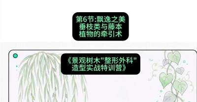 第06节：飘逸之美&mdash;&mdash;垂枝类与藤本植物的牵引术，课程：《景观树木&ldquo;整形外科&rdquo;造型实战特训营》#识农AI