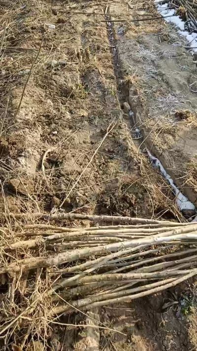 出售臭椿苗，巨峰葡萄苗。药用连翘苗，科研五号优质种苗，2/5年苗，药用连翘树，挂果树，全国包邮到家！财富密码18534302961