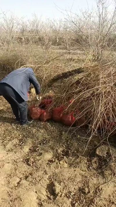 出售药用连翘苗，科研五号优质种苗，2/5年苗，药用连翘树，挂果树，全国包邮到家！财富密码18534302961出售药用连翘苗，科研五号优质种苗，2/5年苗，药用连翘树，挂果树，全国包邮到家！财富密码1