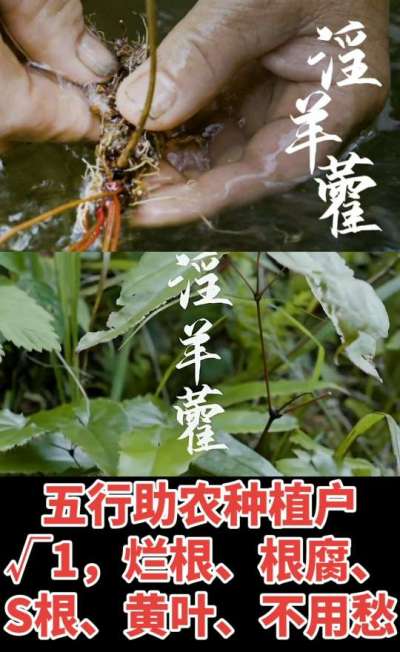 177，1907，0725，V 同号
1  老乡们！种淫羊藿不用乱买肥，咱这款专用肥，针对淫羊藿习性配的，壮苗防烂根，采收多卖钱，用过都回头！
2  咱种淫羊藿图的就是省心高产！专用肥薄肥勤施，苗不烧