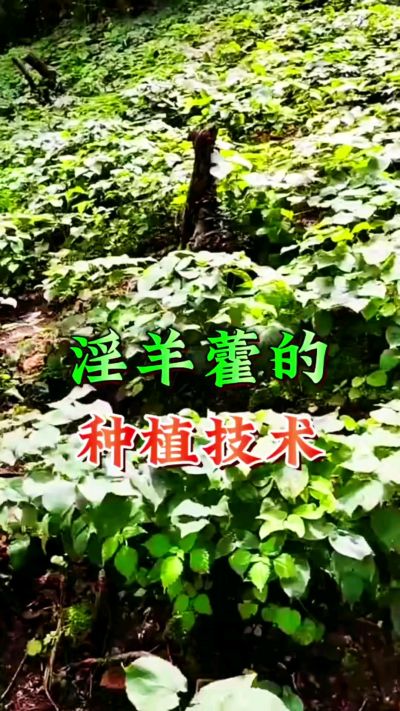 揭秘&ldquo;仙草&rdquo;淫羊藿的种植密码！耐严寒耐贫瘠，林下套种不占耕地，管理简单还能套种其他作物，一亩地的投入两亩地的收益～ 想返乡创业的赶紧码住！ #淫羊藿种植技术 #返乡创业项目 #药材种植指南 #农业新风