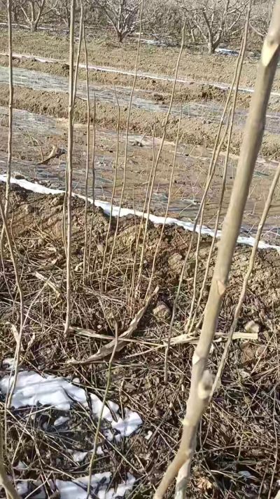 臭椿苗，一年苗，需要联系我，全国包邮到家。18534302961