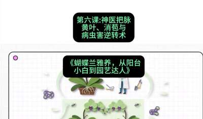 第六节：神医把脉：黄叶、消苞与病虫害逆转术，课程：《蝴蝶兰雅养六讲：从阳台小白到园艺达人》#识农AI