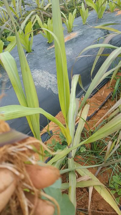 黑甘蔗种植下去，三个月。第一次追肥，