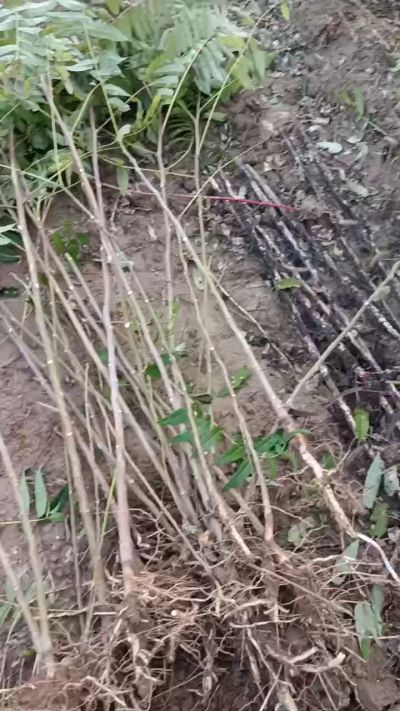 出售臭椿苗，巨峰葡萄苗。药用连翘苗，科研五号优质种苗，2/5年苗，药用连翘树，挂果树，全国包邮到家！财富密码18534302961