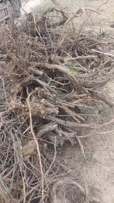 巨峰葡萄树，地径3/6公分，需要联系