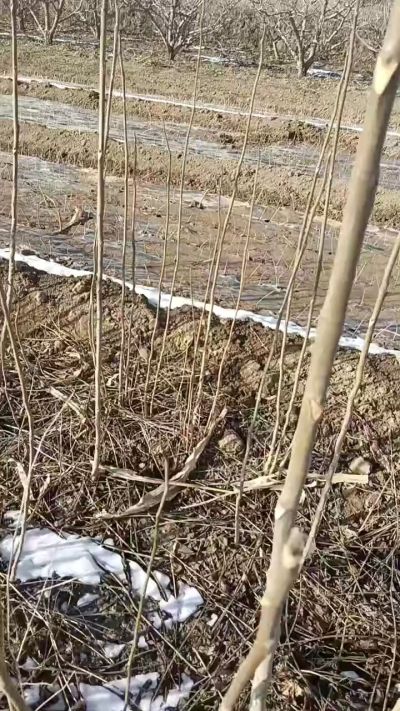 出售臭椿苗，巨峰葡萄苗。药用连翘苗，科研五号优质种苗，2/5年苗，药用连翘树，挂果树，全国包邮到家！财富密码18534302961