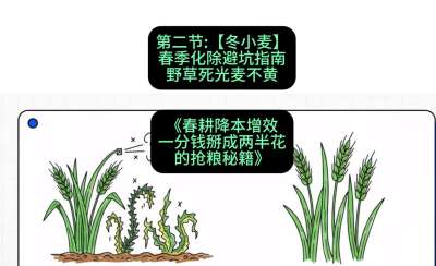第二节：【冬小麦】春季化除避坑指南，野草死光麦不黄