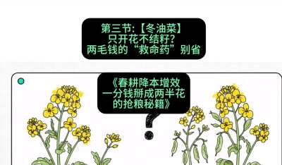 第三节：【冬油菜】只开花不结籽？两毛钱的&ldquo;救命药&rdquo;别省