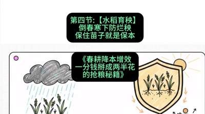 第四节：【水稻育秧】倒春寒下防烂秧，保住苗子就是保本