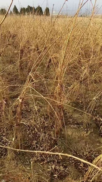 出售药用连翘苗，科研五号优质种苗，2/5年苗，药用连翘树，挂果树，全国包邮到家！财富密码18534302961出售药用连翘苗，科研五号优质种苗，2/5年苗，药用连翘树，挂果树，全国包邮到家！财富密码1