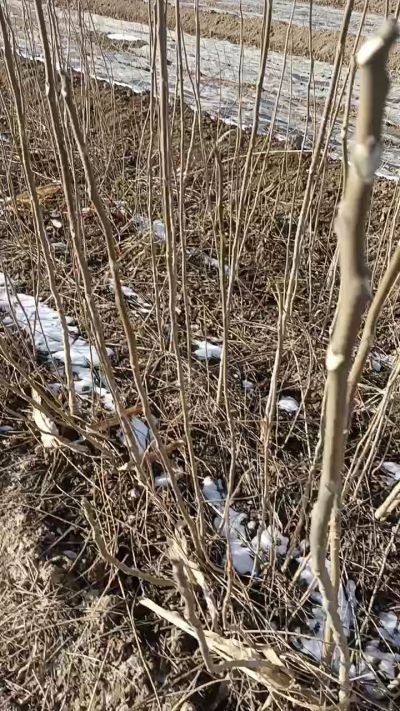 出售臭椿苗，巨峰葡萄苗。药用连翘苗，科研五号优质种苗，2/5年苗，药用连翘树，挂果树，全国包邮到家！财富密码18534302961