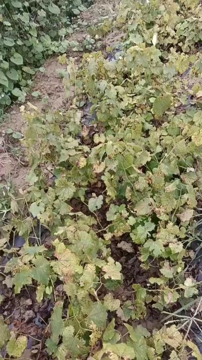 出售巨峰葡萄苗。药用连翘苗，科研五号优质种苗，2/5年苗，药用连翘树，挂果树，全国包邮到家！财富密码18534302961