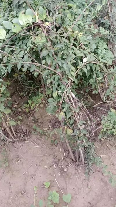 出售药用连翘苗，科研五号优质种苗，2/5年苗，药用连翘树，挂果树，全国包邮到家！财富密码18534302961