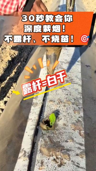 这个栽法太关键了！深栽是烤烟成活的根本，亲测有效！