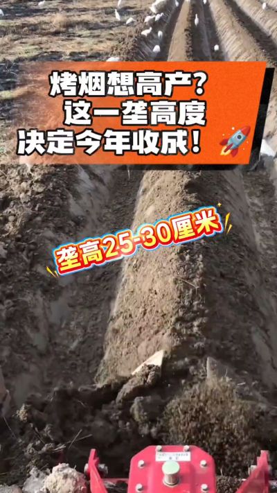 想让烤烟高产，就得从细节抓起。分享一点实打实的干货，只为帮大家少走弯路，种出好烟叶！🌱👍