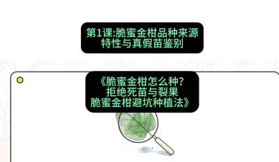 第1节：脆蜜金柑品种来源、特性与真假苗鉴别，课程：《脆蜜金柑怎么种？拒绝死苗与裂果，脆蜜金柑8步避坑种植法》#识农AI