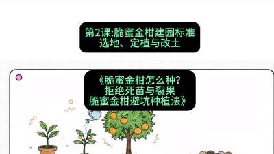 第2节：脆蜜金柑建园标准：选地、定植与改土，课程：《脆蜜金柑怎么种？拒绝死苗与裂果，脆蜜金柑8步避坑种植法》#识农AI
