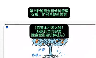 第3节：脆蜜金柑幼树管理：促根、扩冠与整形修剪，课程：《脆蜜金柑怎么种？拒绝死苗与裂果，脆蜜金柑8步避坑种植法》#识农AI