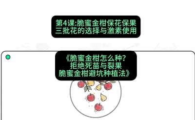 第4节：脆蜜金柑保花保果：三批花的选择与激素使用，课程：《脆蜜金柑怎么种？拒绝死苗与裂果，脆蜜金柑8步避坑种植法》#识农AI