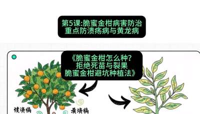 第5节：脆蜜金柑病害防治：重点防溃疡病与黄龙病，课程：《脆蜜金柑怎么种？拒绝死苗与裂果，脆蜜金柑8步避坑种植法》#识农AI
