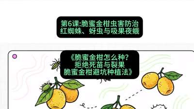第6节：脆蜜金柑虫害防治：红蜘蛛、蚜虫与吸果夜蛾，课程：《脆蜜金柑怎么种？拒绝死苗与裂果，脆蜜金柑8步避坑种植法》#识农AI