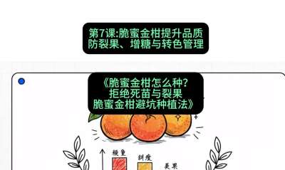 第7节：脆蜜金柑提升品质：防裂果、增糖与转色管理，课程：《脆蜜金柑怎么种？拒绝死苗与裂果，脆蜜金柑8步避坑种植法》#识农AI