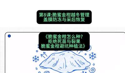 第8节：脆蜜金柑越冬管理：盖膜防冻与采后恢复，课程：《脆蜜金柑怎么种？拒绝死苗与裂果，脆蜜金柑8步避坑种植法》#识农AI
