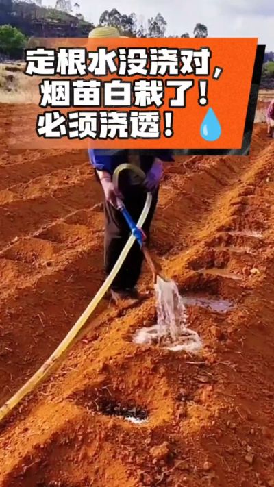 烤烟移栽定根水这么浇，烟苗稳活不僵苗！水里加点它，缓苗快、长势壮，种烟新手必看！
