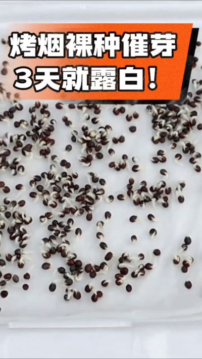 烤烟裸种催芽小技巧，清水浸泡、保温保湿，3天就能露白，出苗快又齐！烟农朋友收藏备用～