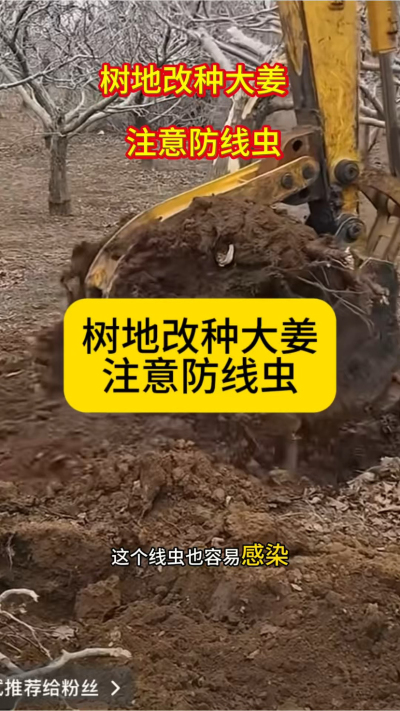 树地改种大姜，注意防线虫！