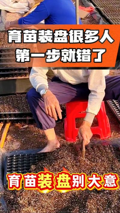 烤烟育苗基质装盘，一步做对，出苗整齐又壮苗！装盘技巧记牢，少走弯路，育苗更省心