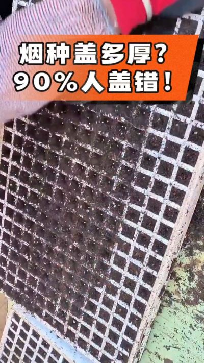 烟种盖多厚？90%烟农都盖错！薄盖才出苗齐、不闷种，烤烟育苗关键一步，照着做就对了