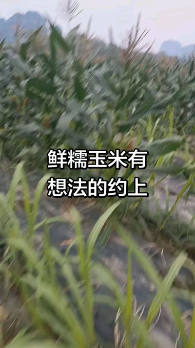 农户种植的白糯玉米大量上市，助农帮农在行动