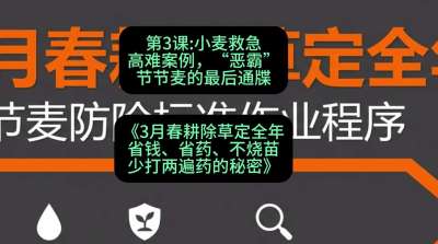 第3节：小麦救急高难案例，&ldquo;恶霸&rdquo;节节麦的最后通牒，课程：《3月春耕除草定全年：省钱、省药、不烧苗、少打两遍药的秘密》