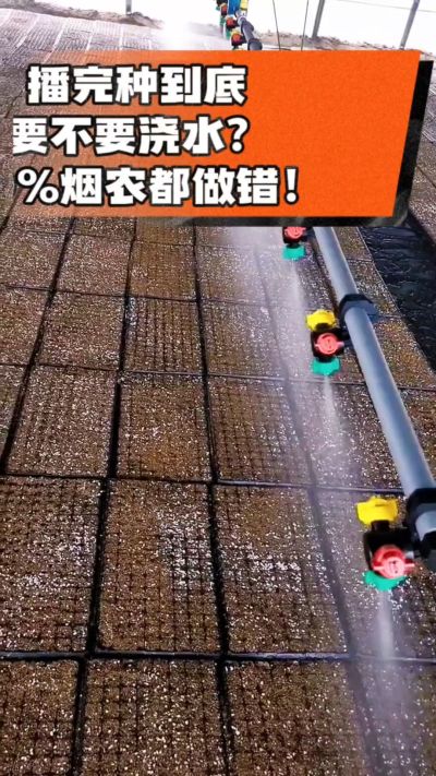 烤烟播完种一定要浇透底水，喷雾慢浇、别大水冲，盘底漏水才算到位，出苗又齐又壮！#烤烟育苗 #烤烟种植 #烟农干货 #育苗技术