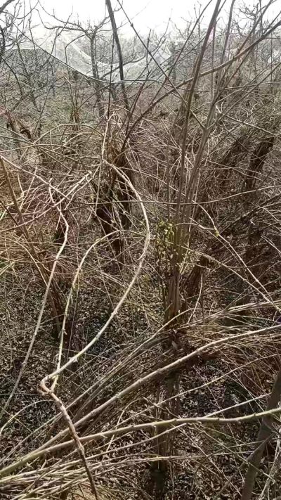 出售药用连翘苗，科研五号优质种苗，2/5年苗，药用连翘树，挂果树，全国包邮到家！财富密码18534302961