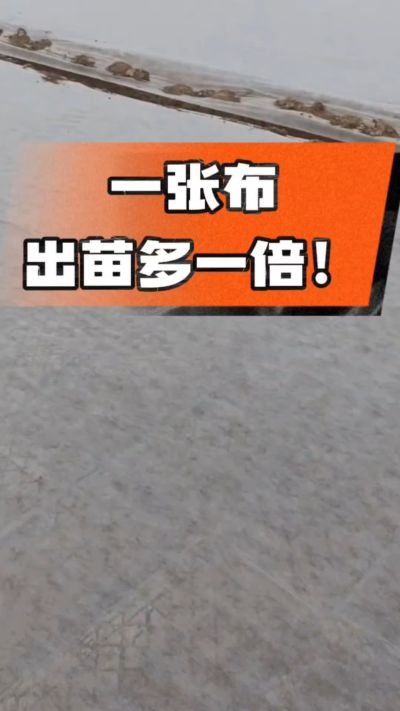 烤烟育苗盖无纺布，保温保湿出苗齐，不烂种、出苗快，烟农必备小技巧！