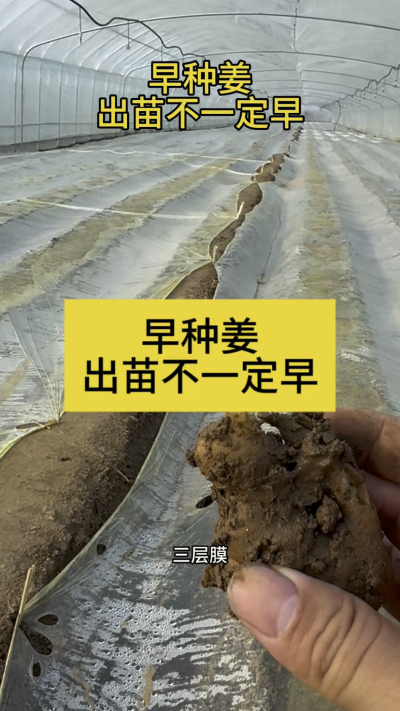 早种姜，出苗不一定早！