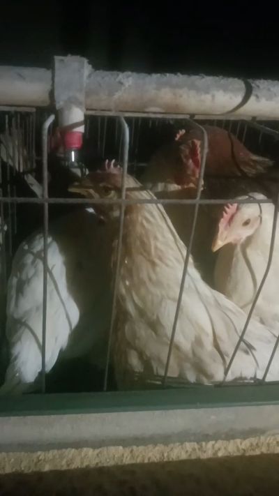 这鸡群在怪叫，怪叫的原因是痰化黏着，形成的比呼噜更重的一种呼吸道。其病因为肺中有热，热灼而痰黏，从而引起的怪叫。