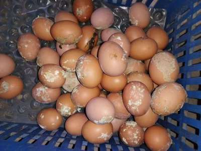 蛋禽出现肠炎拉稀，粪蛋偏多的原因