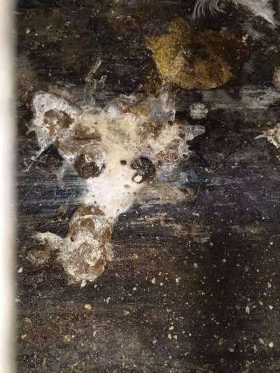 蛋鸡拉白稀的问题