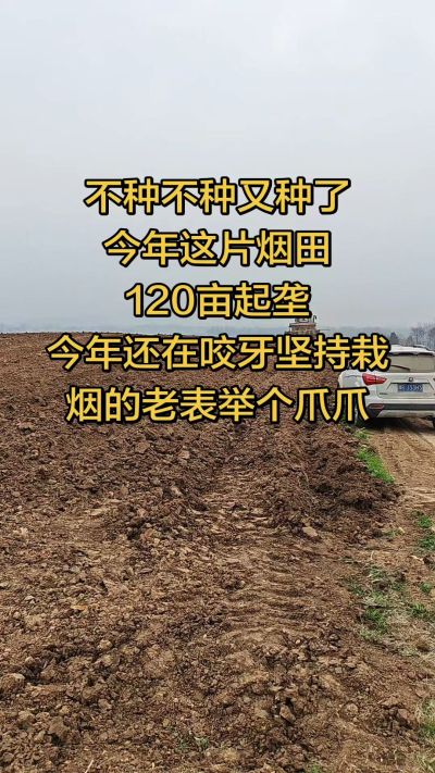 不种不种又种啦，还在咬牙坚持栽烟的老表集合啦！