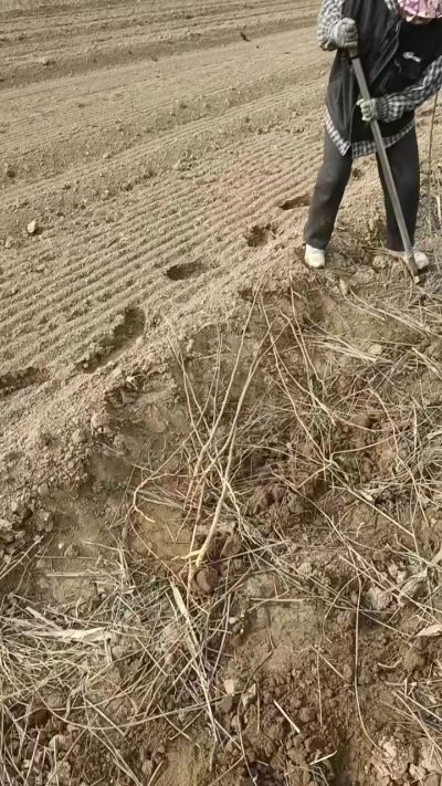 臭椿苗，一年籽播苗，地径0.5/1公分以上。需要联系18534302961