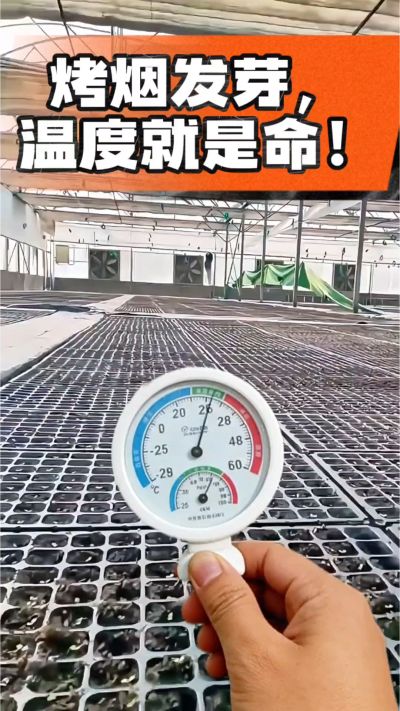 老烟农都懂：发芽温度不对，后期再管都白费！