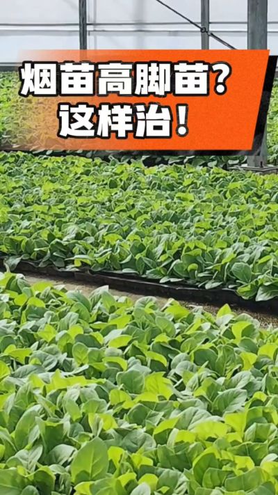 烤烟齐苗期管理关键：精准控温，防高脚苗，培育壮苗好上手！