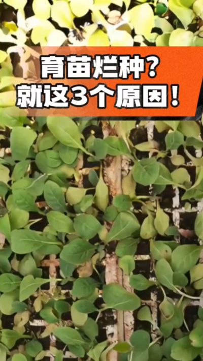 烤烟育苗烂种？3个原因讲清楚！消毒、控水、控温，做到就苗齐苗壮🔥
#烤烟育苗 #烤烟种植 #烂种防治 #烟农