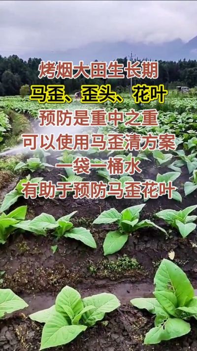 烤烟大田生长期，马歪歪头花叶预防是重中之重，可以使用马歪清方案，一袋一桶水，有助于预防马歪花叶。
烤烟管理早做一步，后期少操心！#烤烟种植#烤烟管理#烤烟大田管理#烤烟病害防治